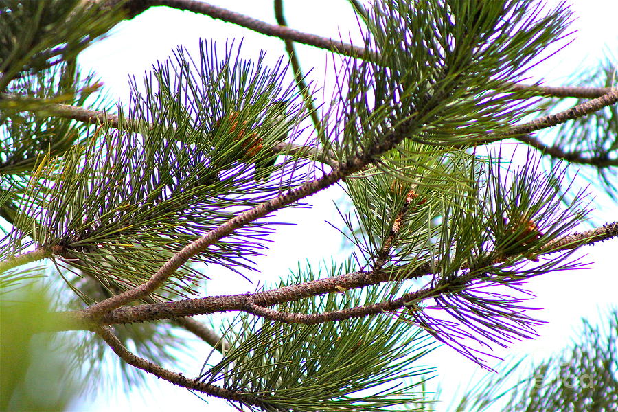 Pine Needles #1 Photograph by Pamela Walrath