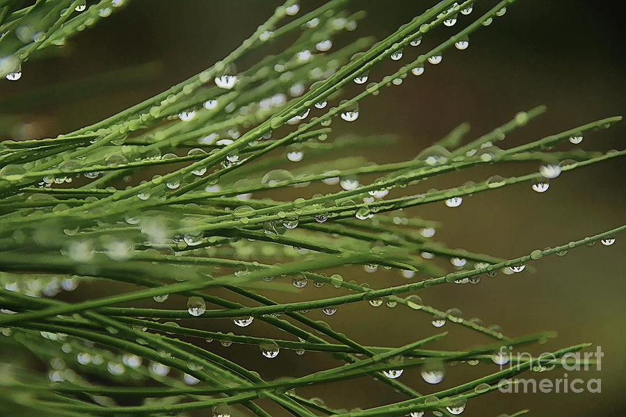 Pine Needles #1 Photograph by Roland Stanke