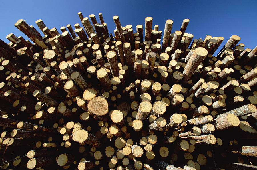 Pine Pinus Sp Logs Drying #1 Photograph by Konrad Wothe
