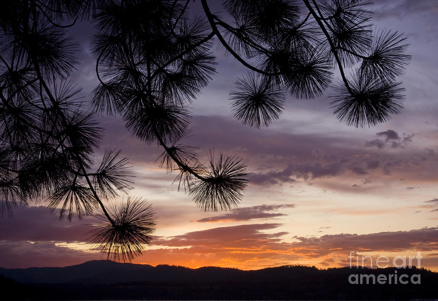 Pine Silhouette #1 Photograph by Idaho Scenic Images Linda Lantzy