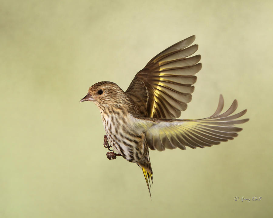 Pine Siskin in Flight #1 Photograph by Gerry Sibell