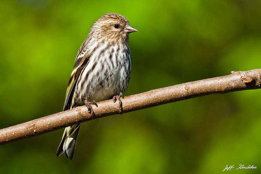 Pine Siskin Perched on a Branch #1 Photograph by Jeff Goulden