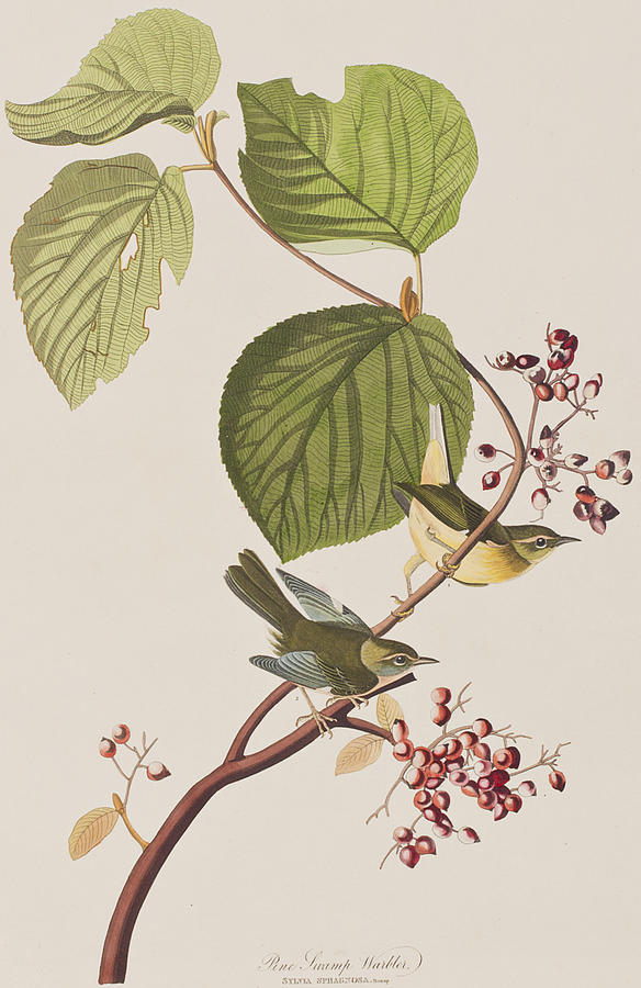 John James Audubon Painting - Pine Swamp Warbler by John James Audubon