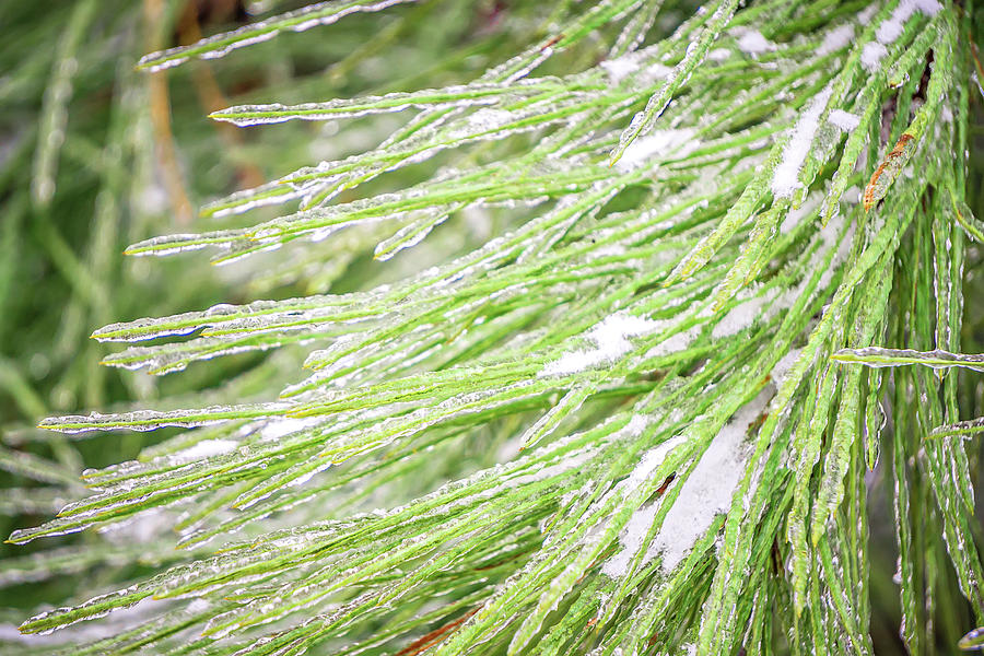 Pine Tree Branches Covered In Ice #1 Photograph by Alex Grichenko