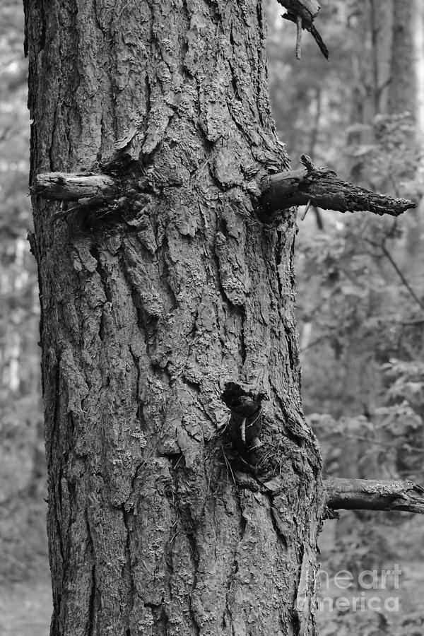 Pine Tree #2 Photograph by Dariusz Gudowicz