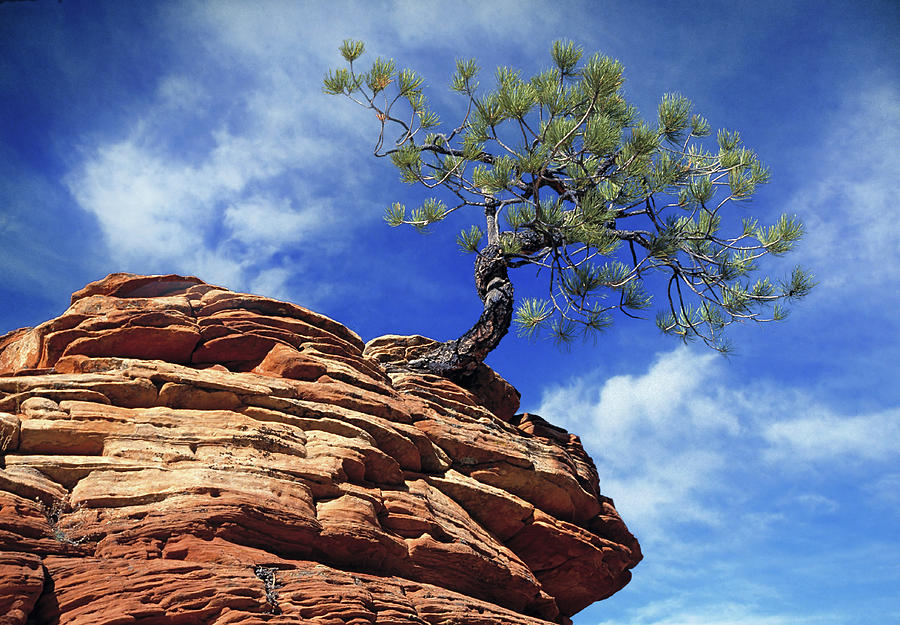 Pine Tree in Sandstone #1 Photograph by Douglas Pulsipher