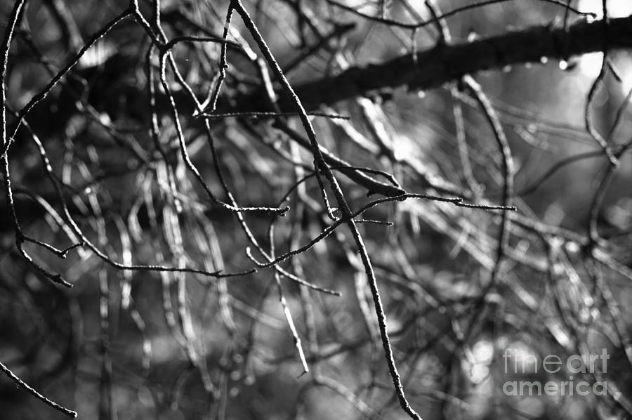 Pine Twigs #2 Photograph by Dariusz Gudowicz