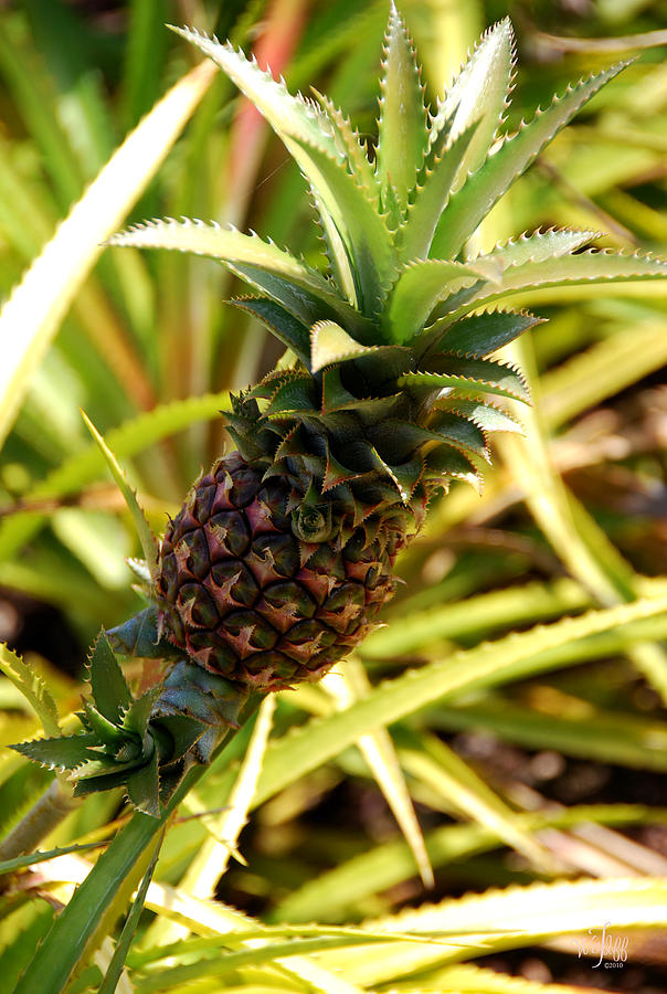 Fruit Photograph - Pineapple #1 by Thea Wolff