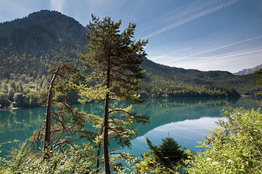 Pines and Alpsee #2 Photograph by Aivar Mikko