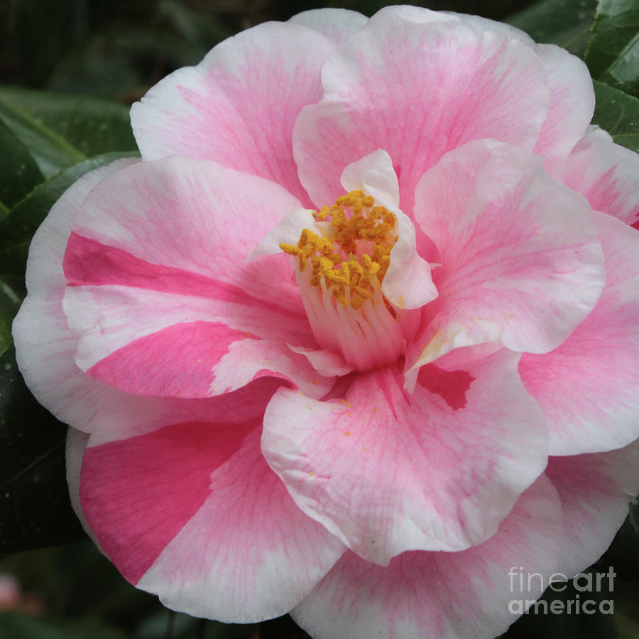 Flowers Still Life Photograph - Pink and White Camellia  by Carol Groenen