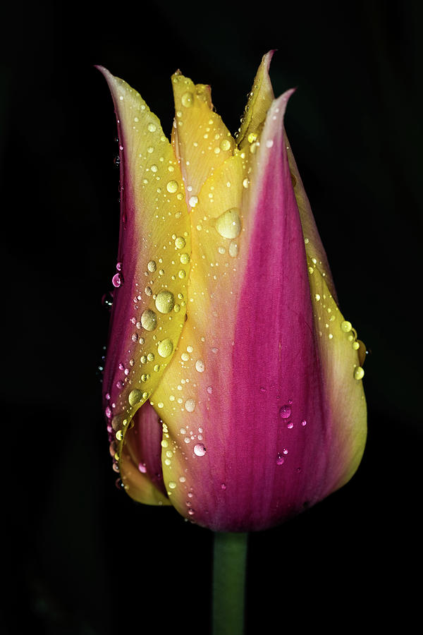 Pink and Yellow #1 Photograph by Jay Stockhaus