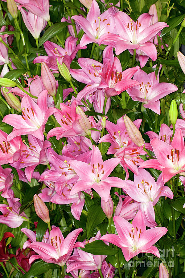 Pink Asiatic Lilies #1 Photograph by Anthony Totah
