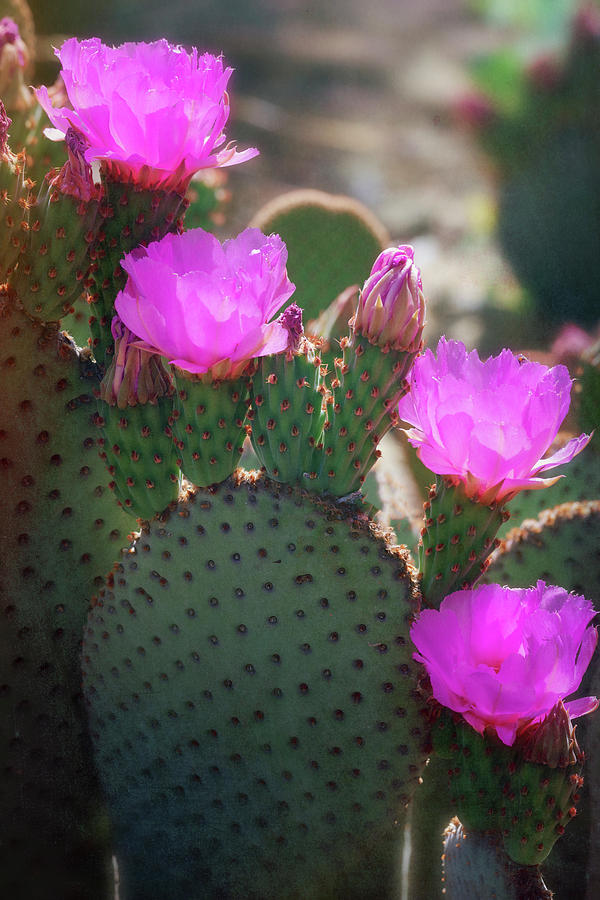 Pink Beavertail Cactus  #1 Photograph by Saija Lehtonen