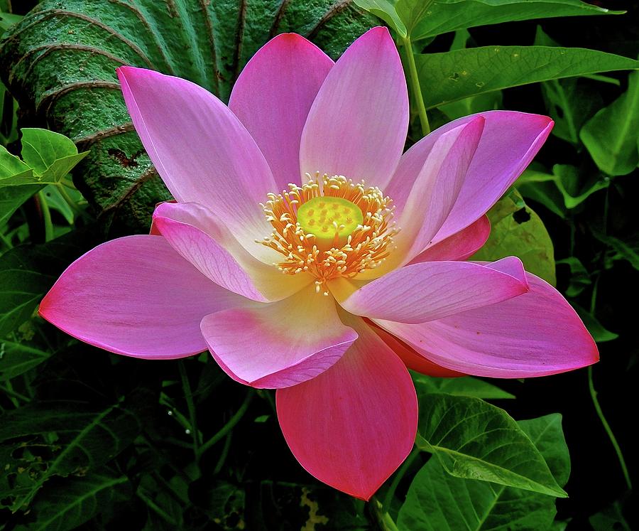 Pink lotus paul