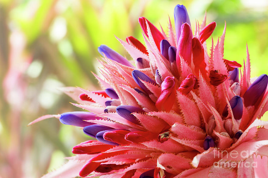 Pink Bromeliad Flower #1 Photograph by Raul Rodriguez