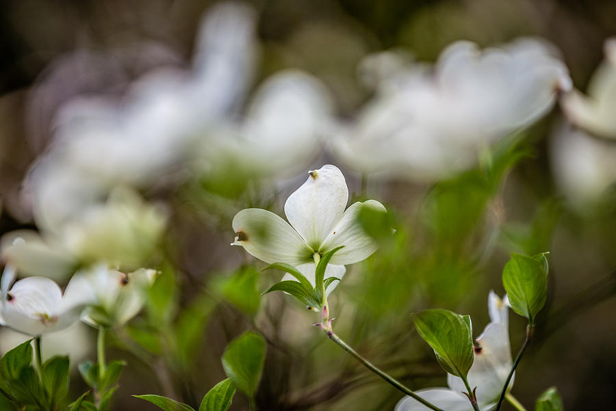White Dogwood 3 by Karen Saunders White Dogwood 3 by Karen Saunders