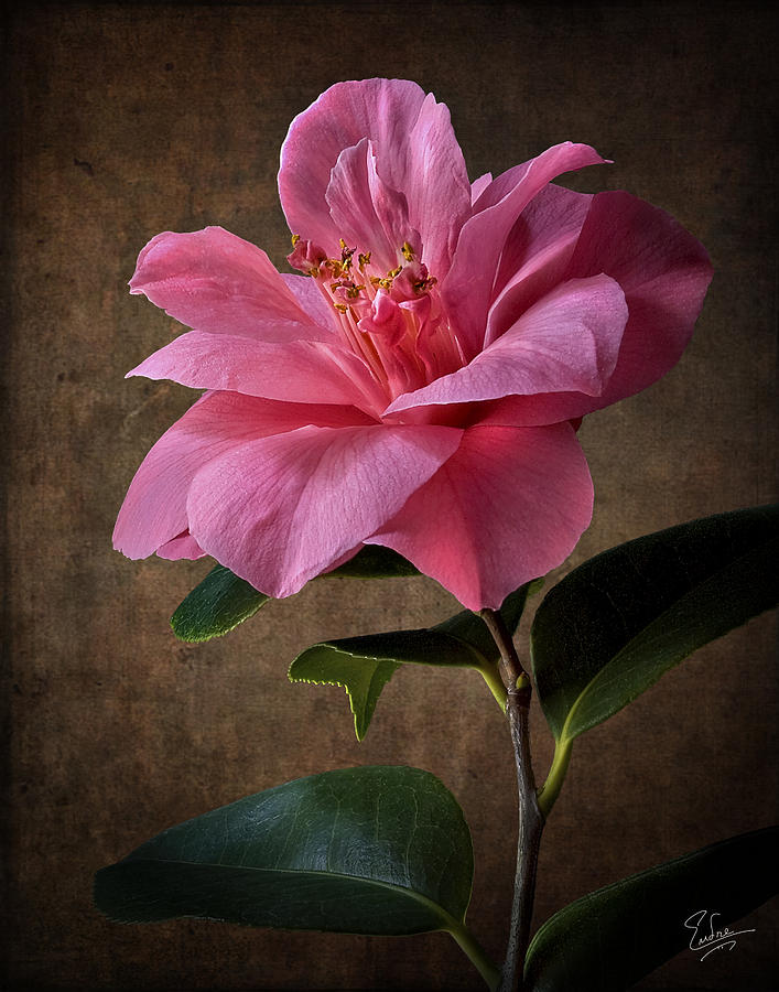 Flowers Still Life Photograph - Pink Camellia #1 by Endre Balogh