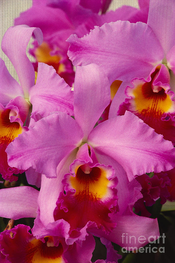 Orchid Photograph - Pink Cattleya Orchids #1 by Allan Seiden - Printscapes
