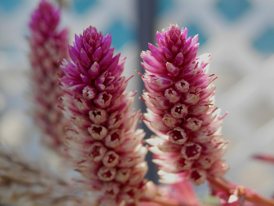 Pink Celosia Seeding #1 Photograph by Belinda Lee