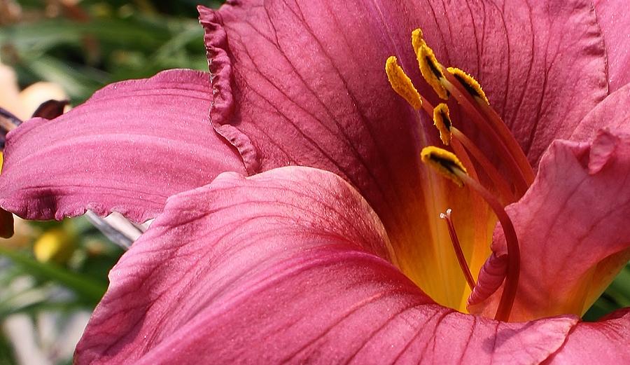 Nature Photograph - Pink Charmer #1 by Bruce Bley