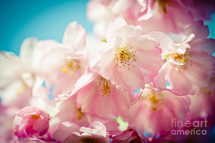 Pink Cherry Blossoms Closeup #1 Photograph by Raimond Klavins