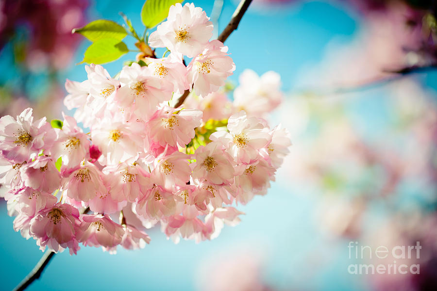 Pink Cherry Blossoms Sakura against Clear Blue Sky  #1 Photograph by Raimond Klavins