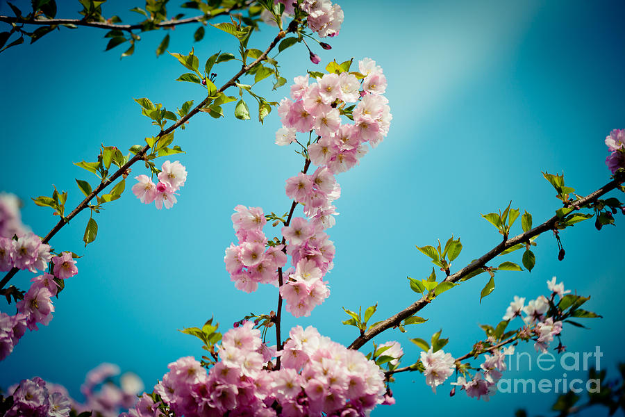 Pink Cherry Blossoms Sakura Clear Blue Sky #1 Photograph by Raimond Klavins