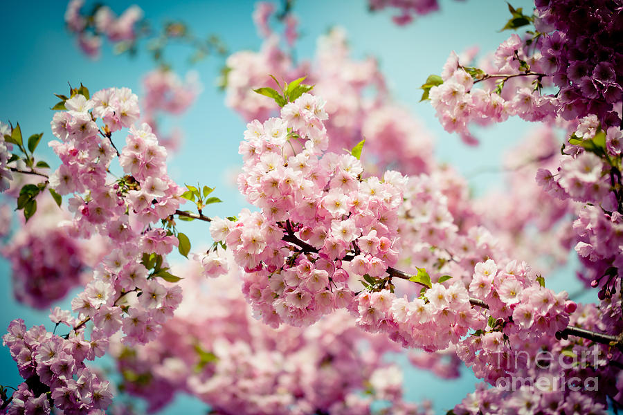 Pink Cherry Blossoms Sakura #1 Photograph by Raimond Klavins