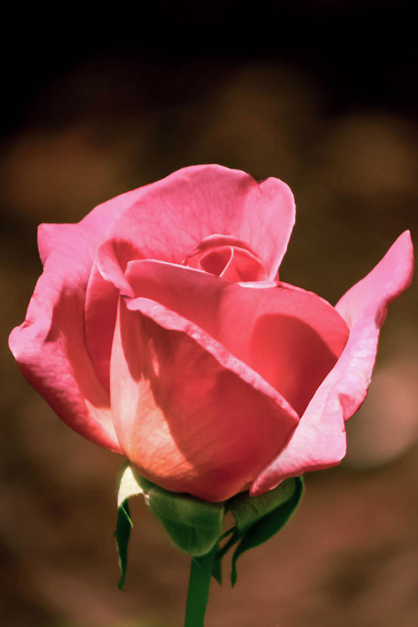 Pink Chicago Peace Rose Photograph
