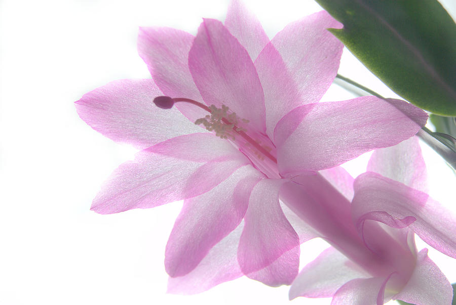Pink Christmas Cactus Flower #1 Photograph by Nathan Abbott