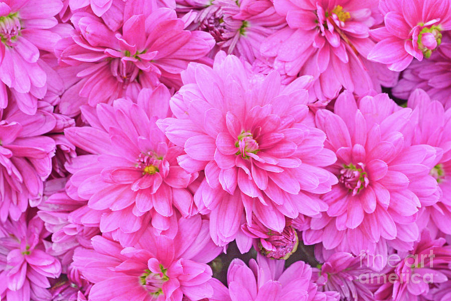 Pink Chrysanthemums Photograph