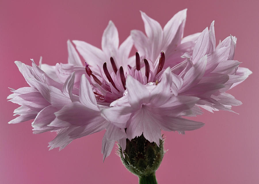Pink Cornflower #1 Photograph by Shirley Mitchell
