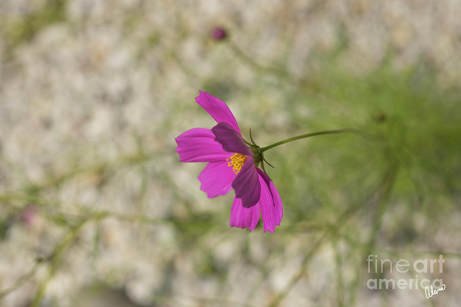 Pink Cosmos #1 Photograph by Alana Ranney