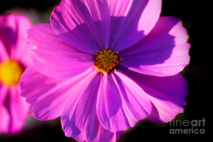 Pink Cosmos Flower #2 Photograph by Karen Adams