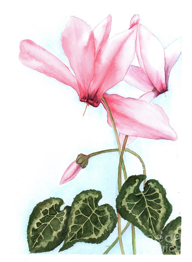 Pink Cyclamen Painting by Hilda Wagner
