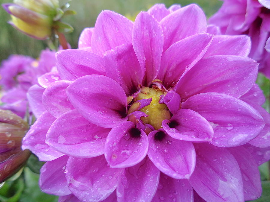 Summer Photograph - Pink Dahlia After The Rain #1 by Wendy Yee