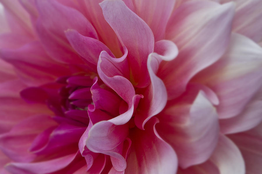 Pink Photograph - Pink Dahlia by Ken Barrett