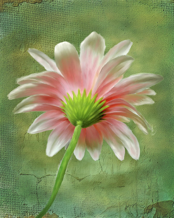 Pink Dahlia #1 Photograph by Mary Timman