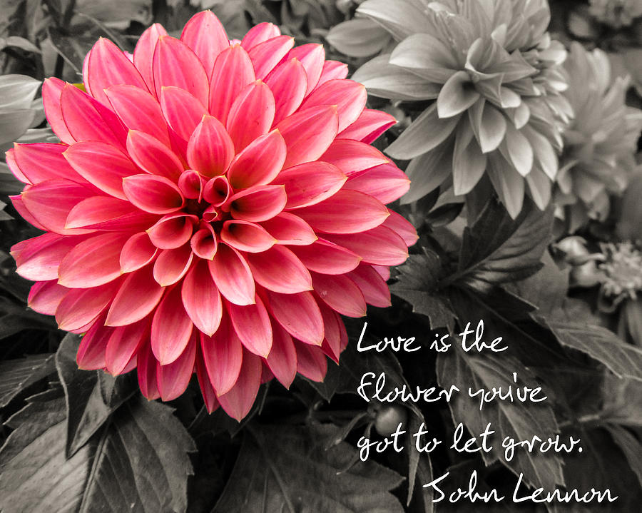 Pink Dahlia with John Lennon Quote #1 Photograph by Dawn Key