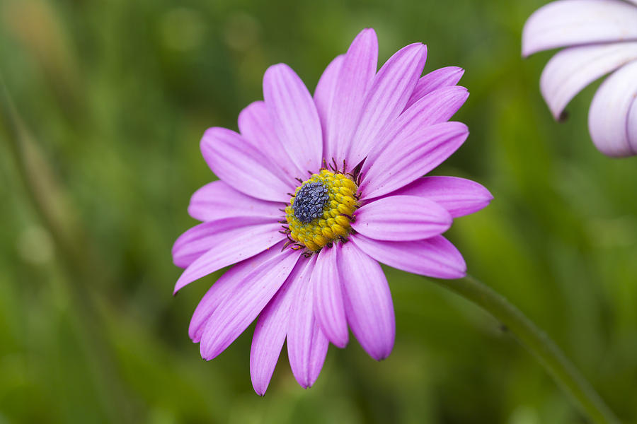 Pink daisy  #1 Photograph by Chris Smith
