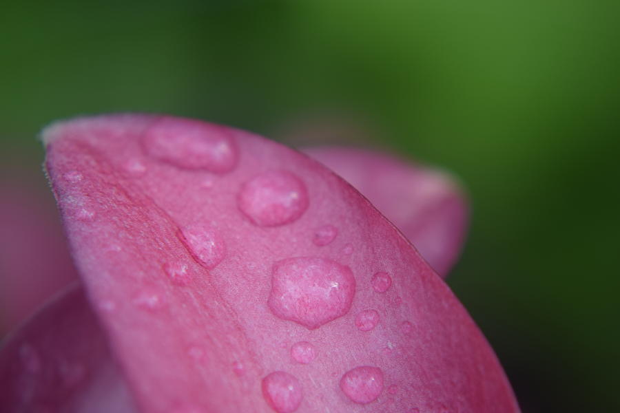 Pink Daylily After Spring Rain #1 Photograph by Curtis Krusie