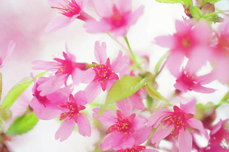 Spring Photograph - Pink Delight #2 by Jenny Rainbow