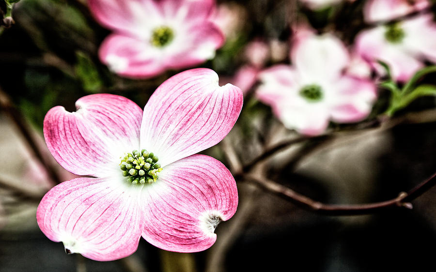 Pink Dogwood Blooms #1 Photograph by Jill Lang
