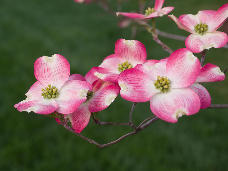 Pink Dogwood Blooms #1 Photograph by Lori Coleman