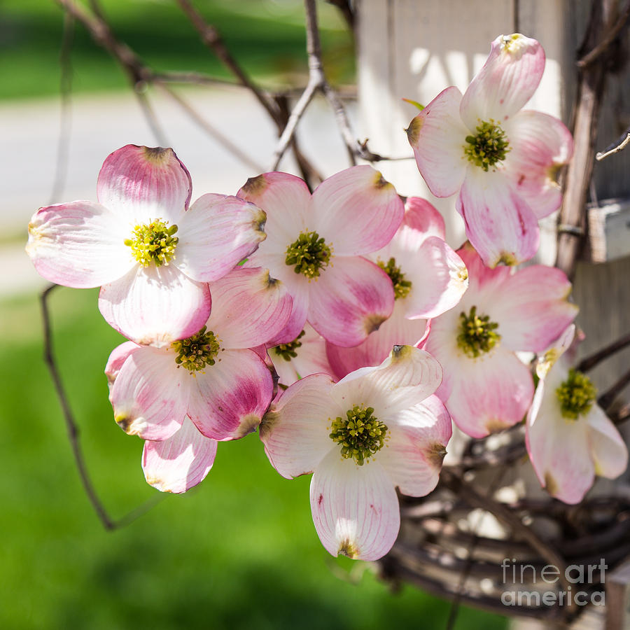 Pink Dogwood Blooms Photograph by Terri Morris - Fine Art America