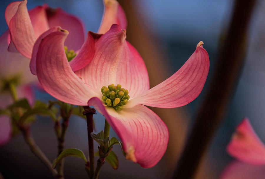 Pink Dogwood #1 Photograph by Steph Gabler