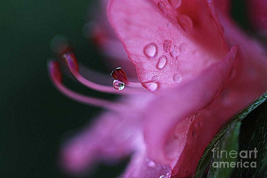 Pink Droplet #1 Photograph by Yumi Johnson