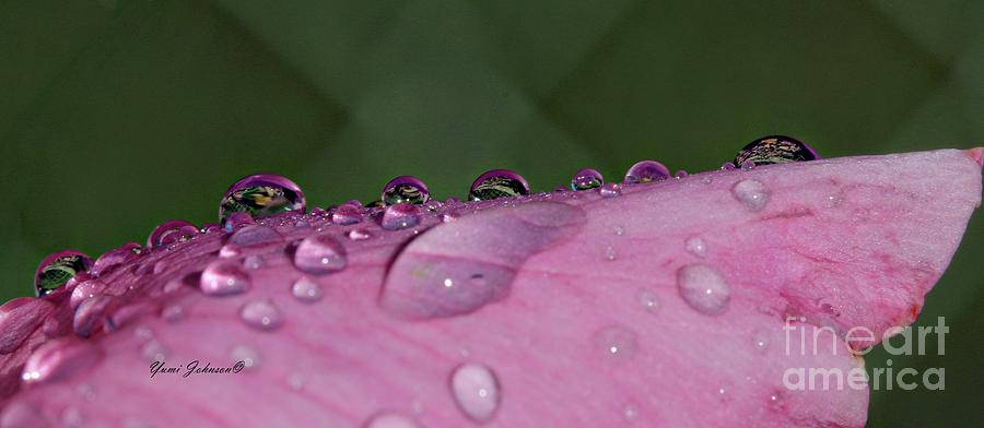 Pink Droplets Photograph by Yumi Johnson