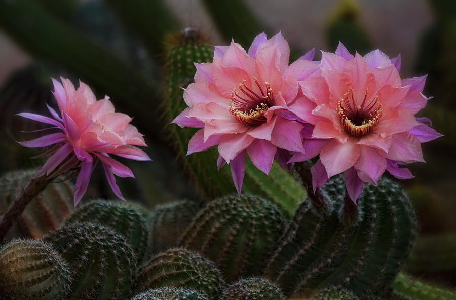 Pink Easter Lilly Cactus  #1 Photograph by Saija Lehtonen