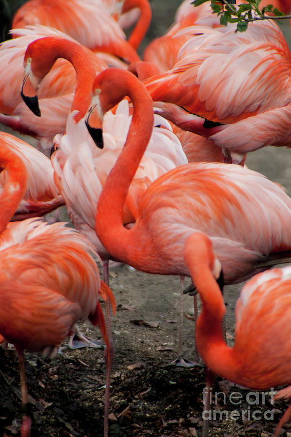 Pink Flamingo #1 Photograph by Doc Braham